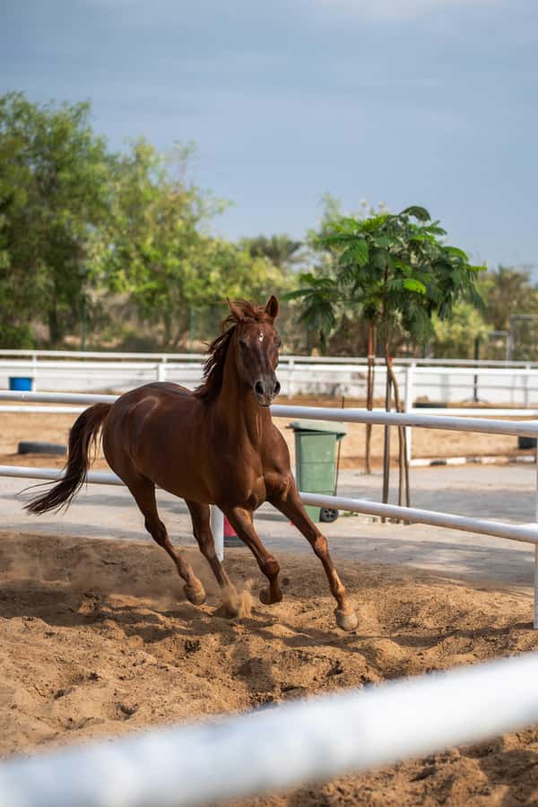 1 Hour Horseback Dubai Desert Park Ride - What happens during the one-hour ride
