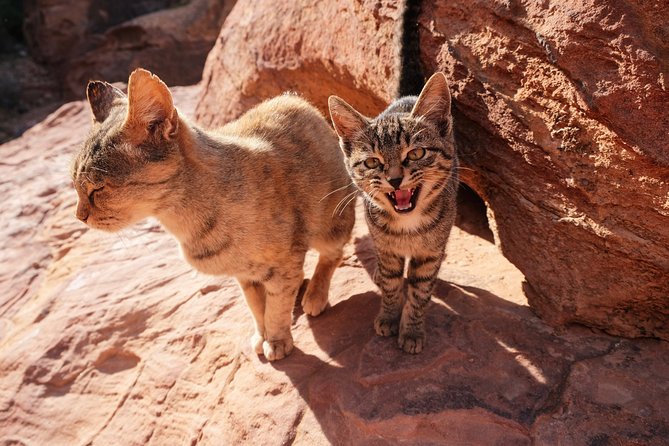 2 Days Tour | Petra, Wadi Rum & Dead Sea | Accommodation included - The Dead Sea adds an easy final stop