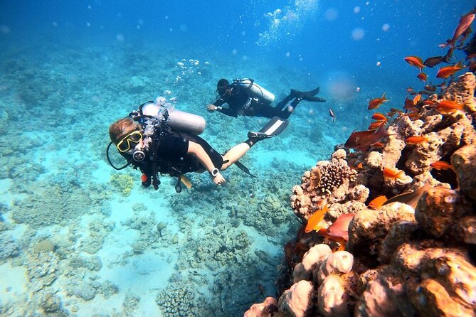 2-Hour Private Scuba Experience in Aqaba - What you may see below the surface