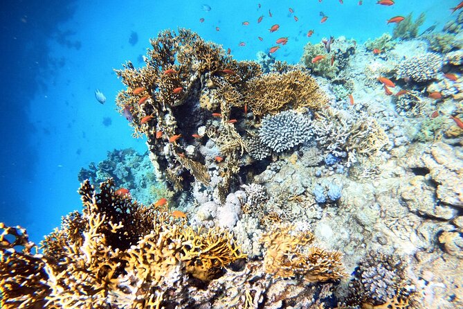 2-Hour Private Scuba Experience in Aqaba - Timing, weather, and practical planning