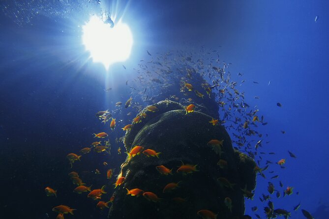 3-Day Open Water Scuba Diving Course in Aqaba - Day three: four open-water sessions in the Red Sea