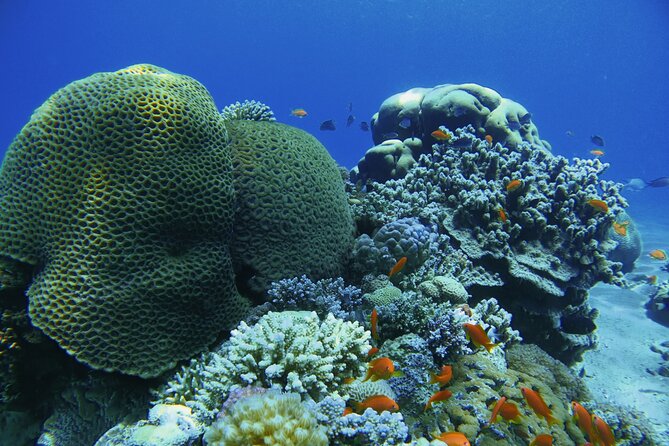 3-Day Open Water Scuba Diving Course in Aqaba - Day one: theory, equipment, and getting comfortable