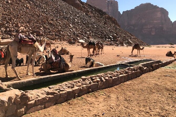 4 Hour Jeep Tour (morning or sunset) - Wadi Rum Desert Highlights - Little Bridge and tea with local hosts