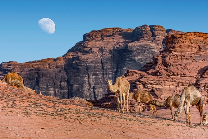 4-Night Jordan Wonders Amman Hotel:Petra,Wadi Rum,Aqaba& Dead Sea - Day 4: Aqaba’s Red Sea pause