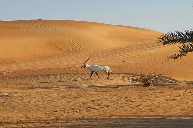 7-hour Small Group 4x4 Desert Safari Tour with Buffet Dinner in Dubai - Sandboarding is a fun extra, not the main sport