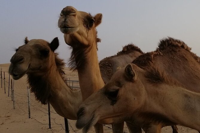 Abu Dhabi: 7-Hours Desert Safari with BBQ, Camel Ride & Sandboarding - Dune bashing with a professional driver