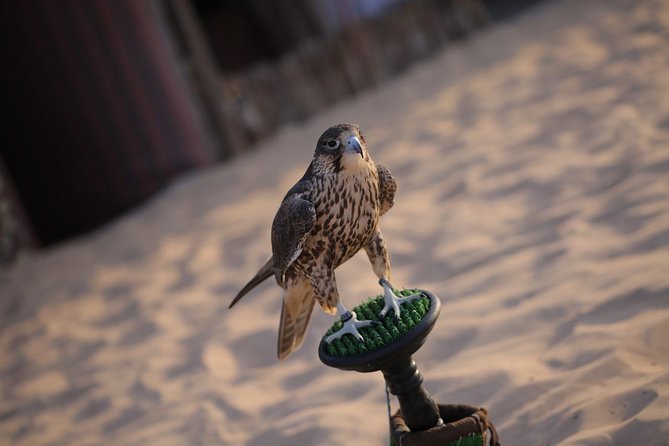 Abu Dhabi Desert Safari (Dune Bashing, BBQ Dinner, Camel Ride & Sand Skii) - Dune bashing with a sunset finish