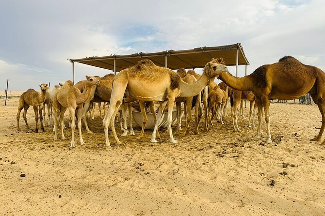 Abu Dhabi Desert Safari With BBQ Dinner & Live Shows - Pickup, timing, and the six-hour schedule