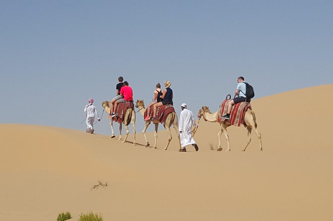 Abu Dhabi Desert safari with BBQ Dinner,Sandboarding & Camel ride - Meeting camels at the farm