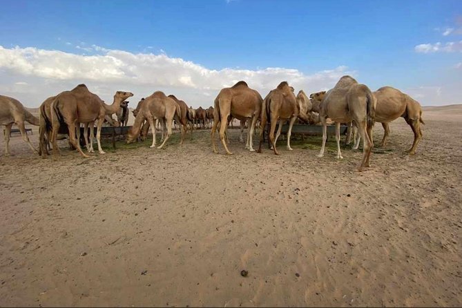 Abu Dhabi Desert safari with BBQ Dinner,Sandboarding & Camel ride - Sunset on the dunes