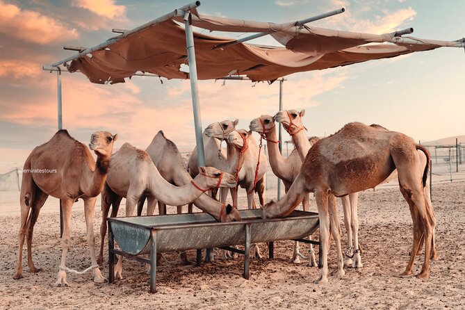 Abu Dhabi Evening Desert Safari BBQ, Camel Ride, Entertainments - BBQ dinner under the night sky