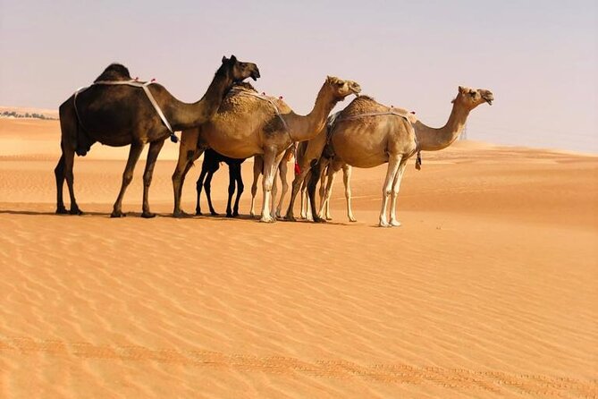 Abu Dhabi: Evening Desert Safari with Camel Ride, BBQ & Live Show - Camels, feeding, and a short ride