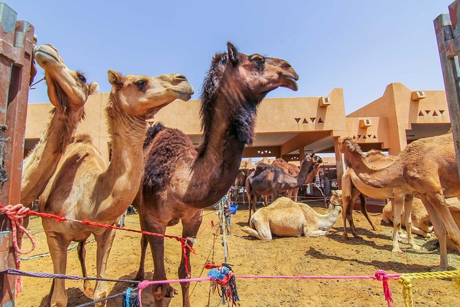 Al Ain City Sightseeing tour with Lunch from Dubai - How the $204 price measures up
