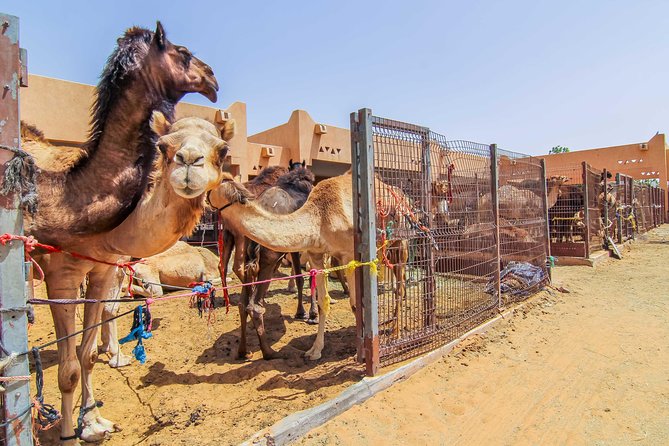 Al Ain City Sightseeing tour with Lunch from Dubai - Qasr Al Muwaiji and Al Jahili Fort