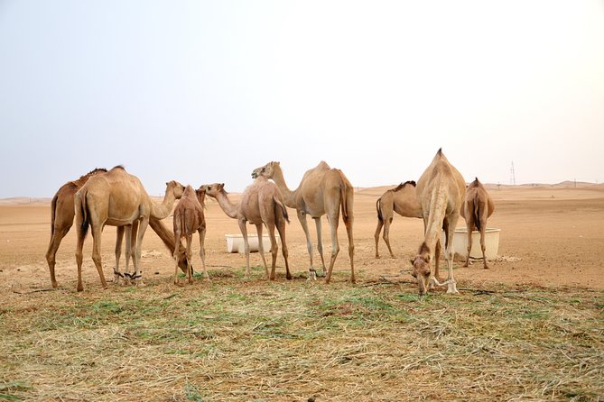 Al Ain Desert Safari with Buffet Dinner - Why this Al Ain safari works well for first-time visitors