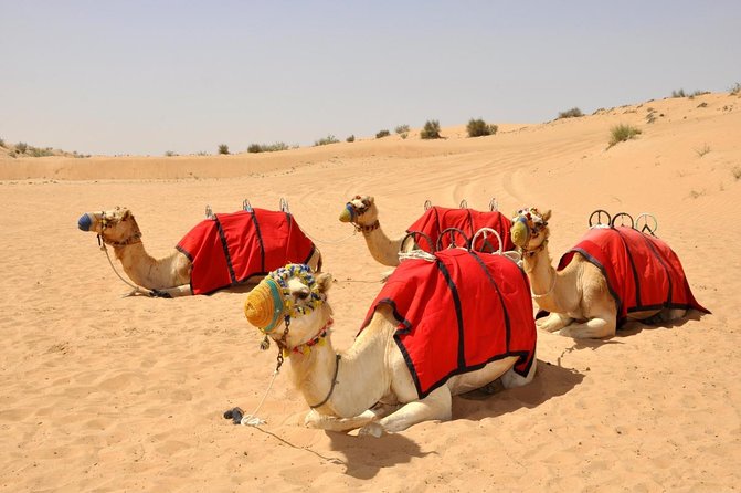 Al Marmoom Oasis Luxury Tent with Bedouin Dinner - Key points to know before booking