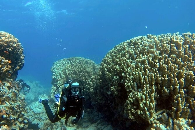 Aqaba Private Scuba Diving Activity with Pick Up - Why Aqaba is such a good place for an underwater outing