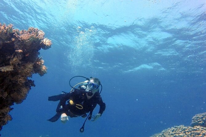 Aqaba Private Scuba Diving Activity with Pick Up - Coral gardens at Japanese Gardens and Seven Sisters