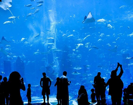 Atlantis Lost-Chamber Aquarium Dubai - What you actually see at Atlantis, The Palm