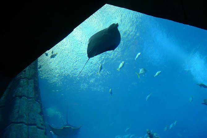 Atlantis Lost-Chamber Aquarium Dubai - The Ambassadors Lagoon is the centerpiece