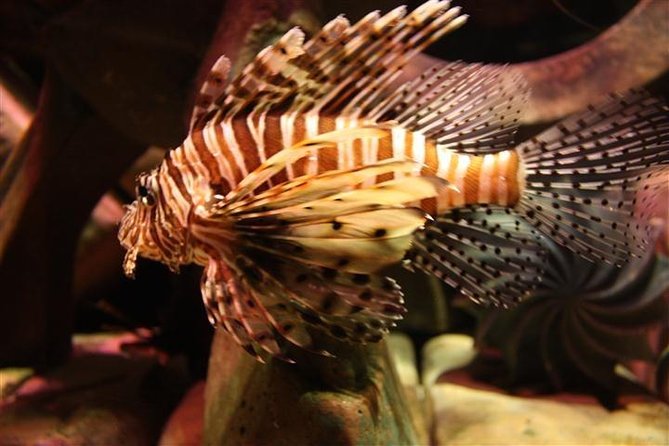 Atlantis Lost-Chamber Aquarium Dubai - Who will get the most from this visit?