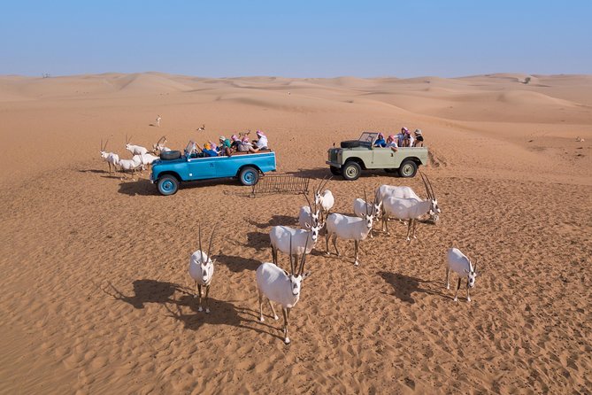 Authentic Safari in Vintage Land Rover with Traditional Dinner - The Torch-Lit Bedouin Camp