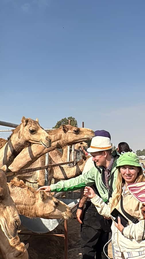 Bahrain Full-Day Highlights Tour:Manama,Desert&Tree of Life - Key points to know before booking