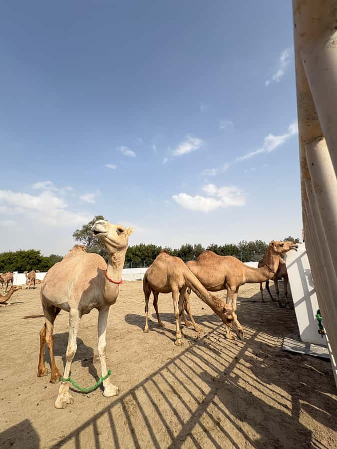 Bahrain in a Day from City Lights to Desert Landscapes - The Formula One circuit and the Tree of Life
