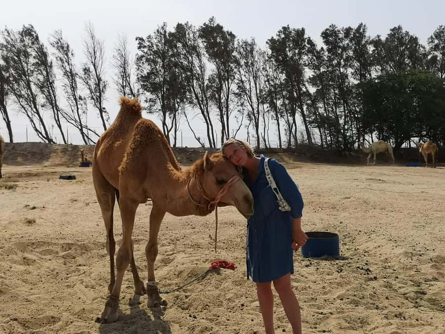 Bahrain in a Day from City Lights to Desert Landscapes - What the $80 price really gets you
