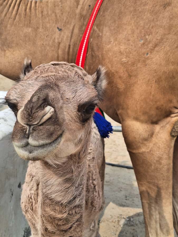 Bahrain in a Day from City Lights to Desert Landscapes - Heat, timing, and what to bring