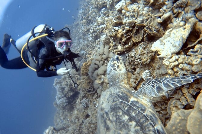 Boat Dive 2 Guided Dives with Lunch Included wreck dive&reef dive - Who should book this Aqaba trip?