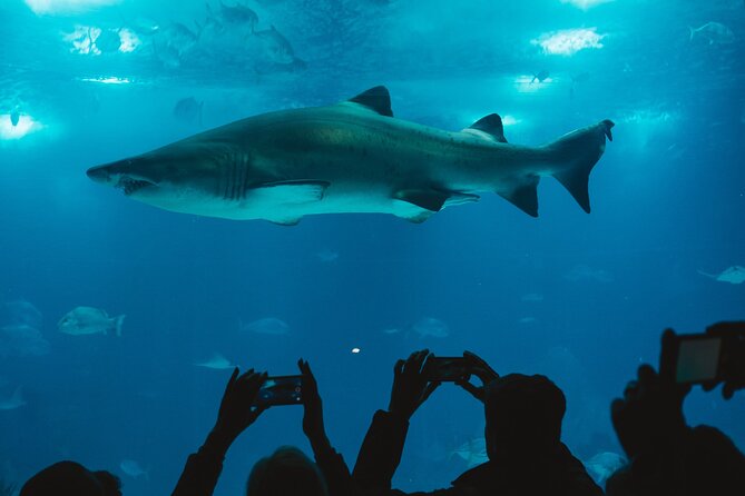 Burj Khalifa and Dubai Aquarium Combo Entrance Ticket - Timing matters more than the brochure suggests