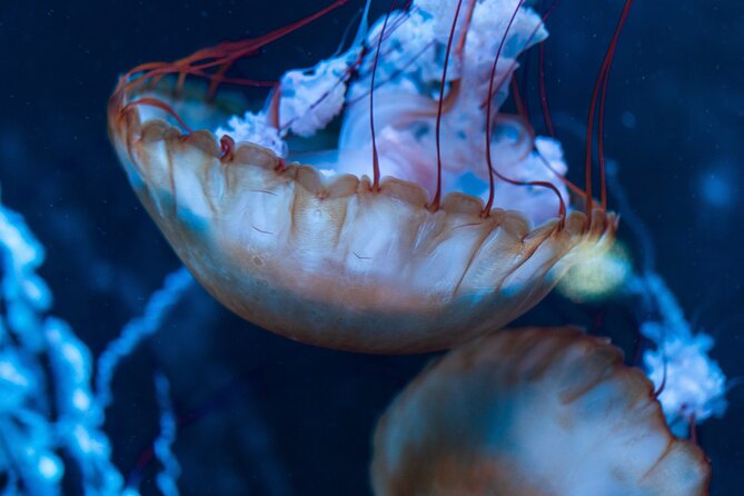 Burj Khalifa and Dubai Aquarium Combo Entrance Ticket - What the $114.29 price really buys you