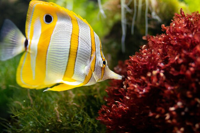 Burj Khalifa and Dubai Aquarium Combo Entrance Ticket - Cancellation, weather, and minimum numbers