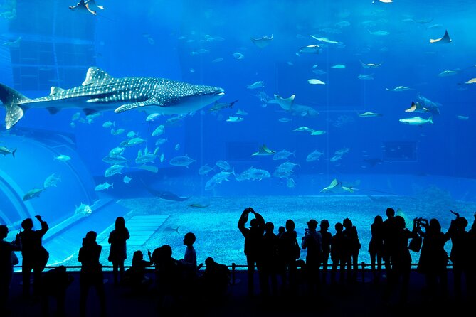 Burj Khalifa, Dubai Aquarium & UWZ with Penguin Cove Entry Ticket - What families and couples should expect