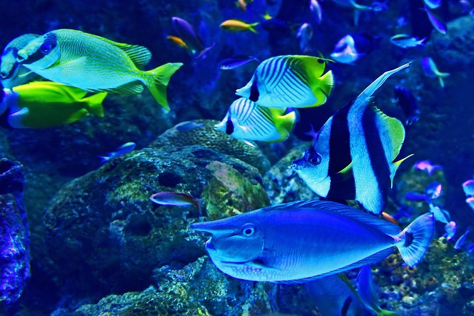 Burj Khalifa, Dubai Aquarium & UWZ with Penguin Cove Tickets - Dubai Aquarium and Underwater Zoo