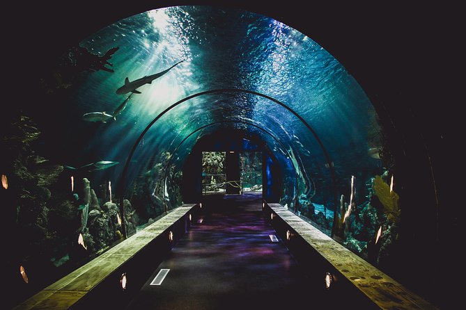 Burj Khalifa, Dubai Aquarium & UWZ with Penguin Cove Tickets - Penguin Cove adds a useful extra