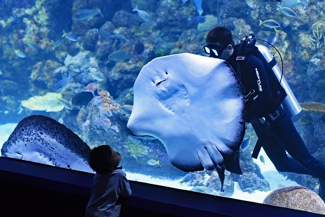 Burj Khalifa, Dubai Aquarium & UWZ with Penguin Cove Tickets - Who should choose this experience?