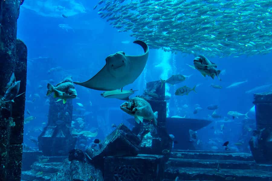 City Sightseeing Dubai HOHO Bus Tour, Aquaventure & More - Red Route: old Dubai, museums, and the creek