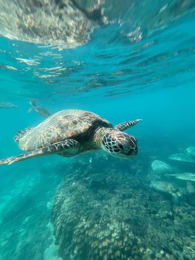 Daymaniyat Island: Snorkelling Tour with Tasty Lunch - First stop: the best chance to find turtles