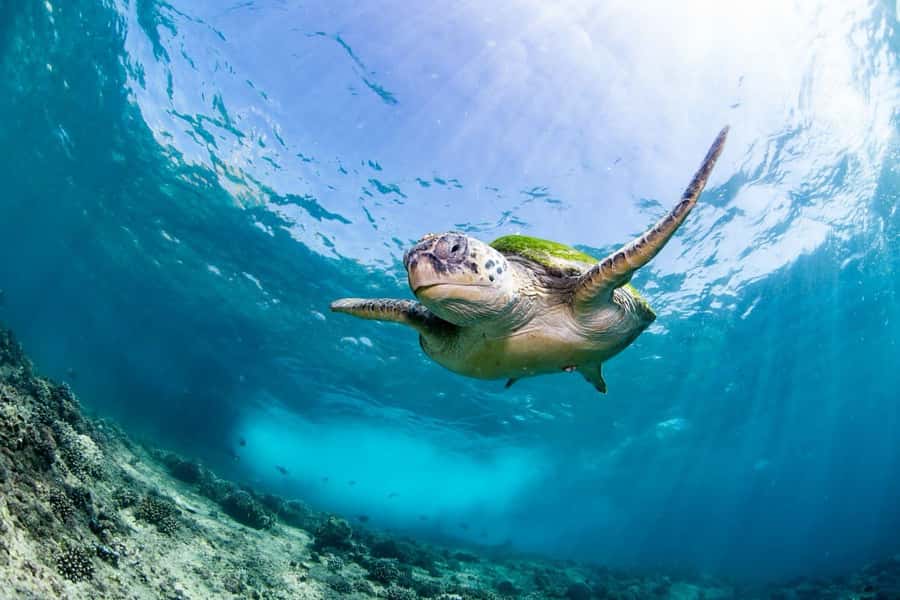 Daymaniyat Island: Snorkelling Tour with Tasty Lunch - The Daymaniyat Islands and their protected waters