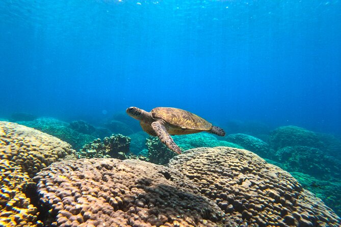 Daymaniyat Islands Snorkeling Sharing Trip - From Al Mouj Marina to open water