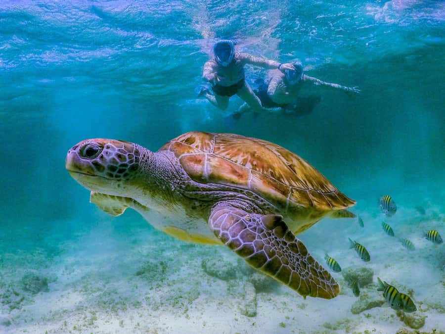 Daymaniyat Islands Snorkeling with Picnic Lunch - Key points to know before you book