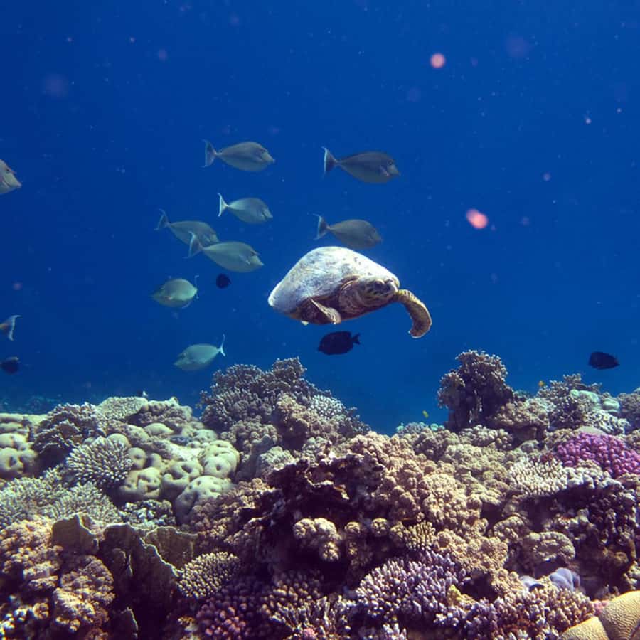 Daymaniyat Islands Snorkeling with Picnic Lunch - Coral Garden and Turtle Bay