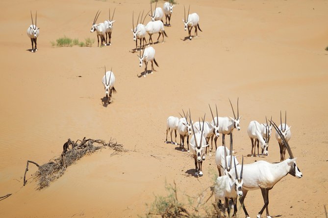 Desert Conservation Wildlife Drive & Breakfast at Al Maha Resort - Why this desert safari feels different