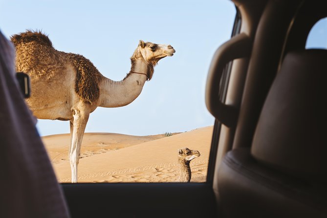 Desert Safari – Morning, Afternoon, Sunrise & Sunset Options - Dune bashing with an experienced driver