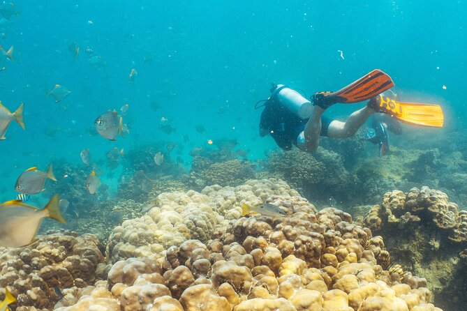 Dive trip to the coral reefs of Fujairah for certified scuba divers - Timing, weather, and cancellation details
