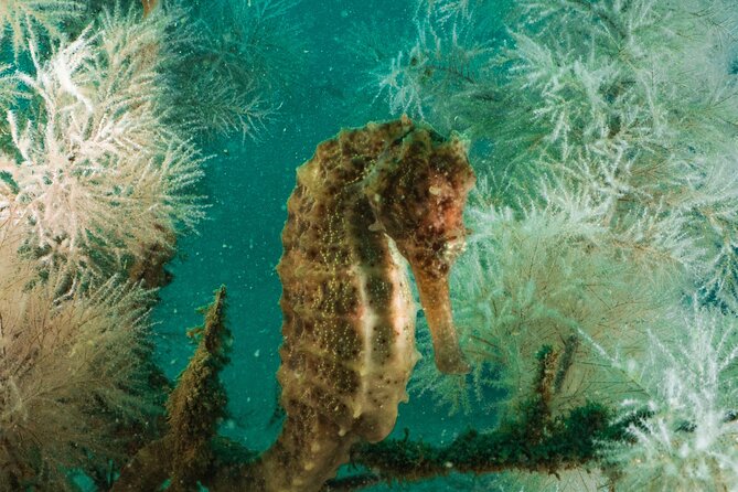 Dive trip to the coral reefs of Fujairah for certified scuba divers - Who will get the most from this Fujairah outing