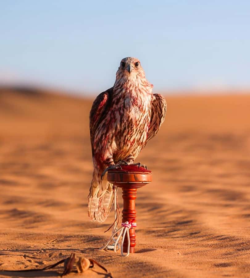 Doha : Arabian Horse Ride Experience With Pickup & Drop Off - Watching for foxes and gazelle