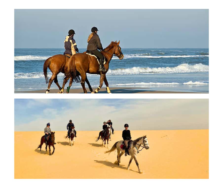Doha: Arabian Horse Riding Experience –Sea or Desert Options - Meeting the Arabian horses